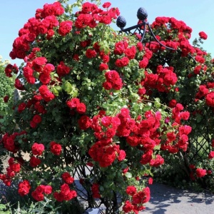 Trandafiri cățǎrători - Mushimara Red - Ghiveci 2L - Aqua Flowers - Img 1