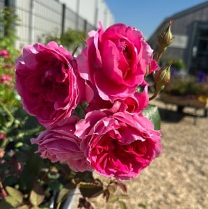 Trandafiri cățǎrători - Pink Cloud - Rădăcină Ambalată - Aqua Flowers - Img 1