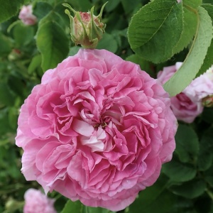 Trandafiri de Dulceata - Jacques Cartier - Ghiveci 2L - Aqua Flowers - Img 2