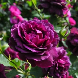 Trandafiri Floribunda Parfumat Vampire-Bloom - Anul 3 - Radacina Ambalata