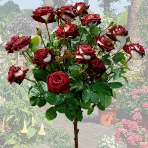 Trandafiri Pomisor - Aquarius Rose - Ghiveci 5L - Anul 2 - înălțime 140-160 cm la livrare - Aqua Flowers - Img 2