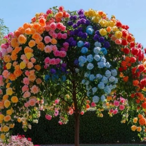 Trandafiri Pomișor Plângător Symphony – Rădăcină Ambalată