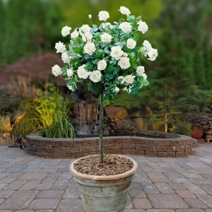 Trandafiri Pomişor - White Grace - Ghiveci 5L - H 150 - 160 cm