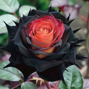 Trandafiri 'Rosa Garden' Hibrizi Ember Fury - Anul 3 - Ghiveci 2L