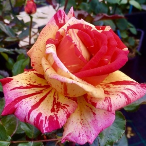 Trandafiri teahibrizi - Broceliande - Ghiveci 2L