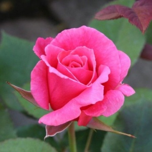 Trandafiri teahibrizi - Pink - Anul 3 - Ghiveci 2L - Img 2