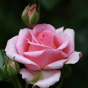 Trandafiri teahibrizi - Silvinetta - Rădăcină ambalată - Img 3