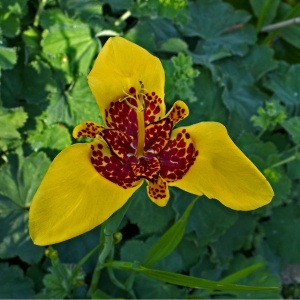 Trigridia - Aurea – Pachet 5 bulbi - Img 3