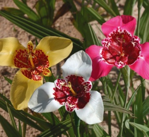 Trigridia - Pavonia mixt – Pachet 5 bulbi - Img 2