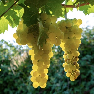 Vita de Vie - Moldova Alb - Wine of Moldova - Anul 2 - Ghiveci 2L - Aqua Flowers - Img 2