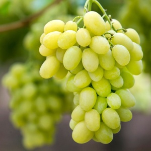 Vita de Vie Victoria - Rădăcină Ambalată Anul 2