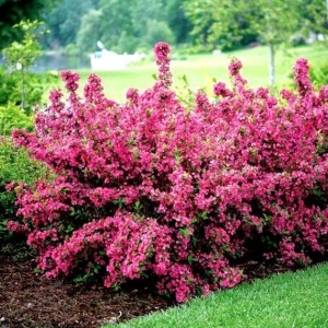Weigela - Pink - Ghiveci 2L - Img 2