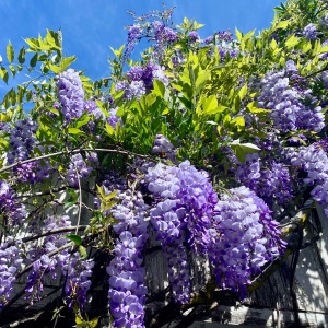 Wisteria Glicina - Blue Moon - Ghiveci 3L - 110 - 120 cm - Img 2