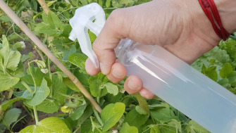 Soluție cu uleiuri esențiale contra insectelor
