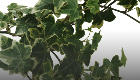 Extract de Iederă Bio