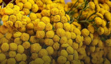 Ulei esențial de Blue Tansy.