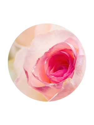 Conservant RoseGuard - Img 2