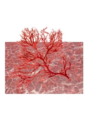 Astaxanthin Hy-Active - Img 5