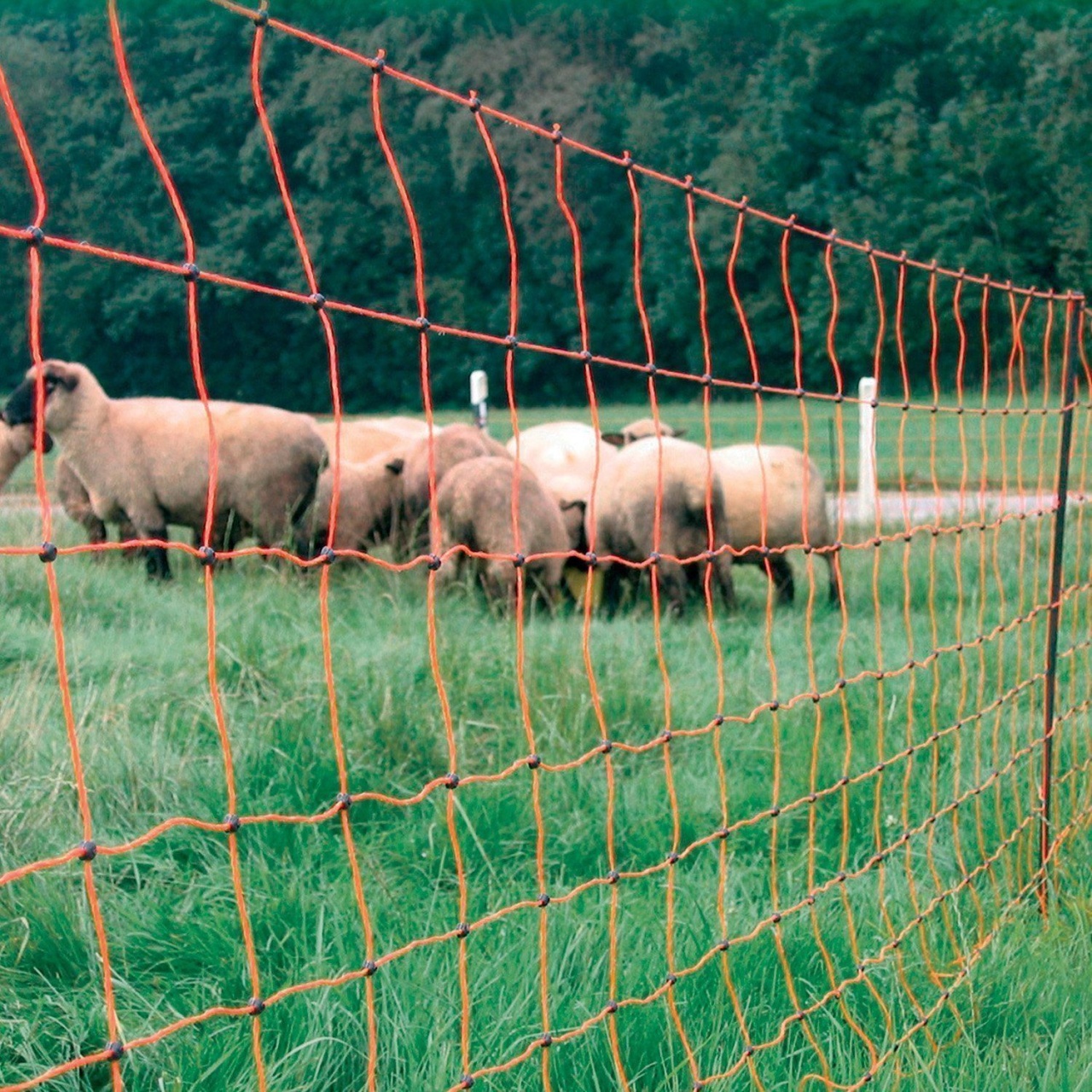 Mreža za ovce Sheep Net 50 m za električnog pastira