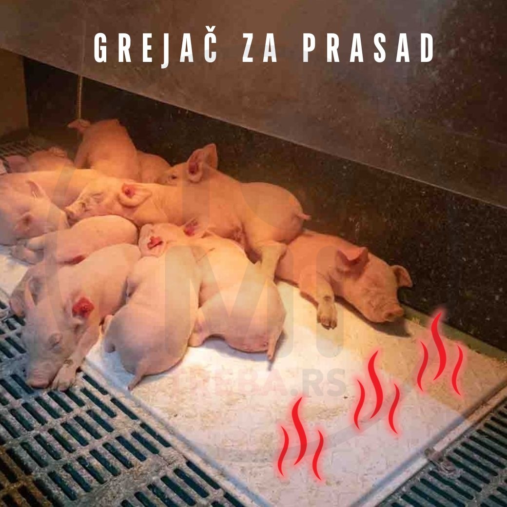 Grejna ploča za prasad u prasilištu