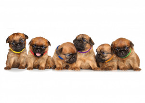 4Pups ID čičak ogrlice u 12 boja za raspoznavanje štenaca