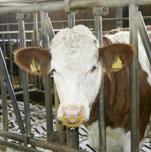 MULLER PLASTIČNE BRNJICE PROTIV SISANJA RAZLIČITIH VELIČINA, 2010