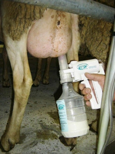 KOMPLET ZA MUŽU OVACA SA PUMPICOM 