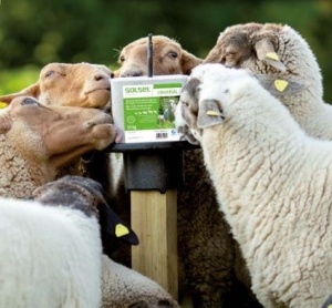 SOLSEL Universal mineralna lizalica bez bakra 5 i 10 kg