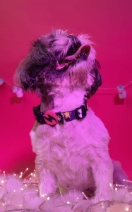 Dashi Unicorn podesiva ogrlica za pse - Img 2