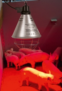 IC lampa Kerbl