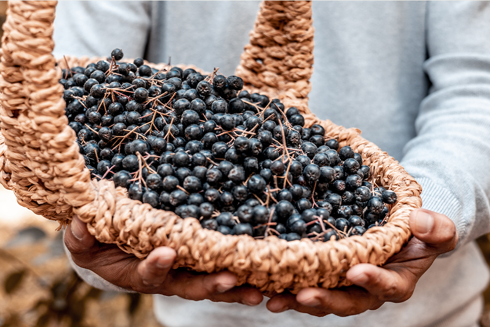 Aronia – Beneficii, nutrienți, studii și moduri de consum