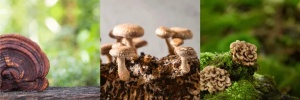 Reishi, Shiitake, Maitake, 60 capsule, DVR Pharm - Img 3
