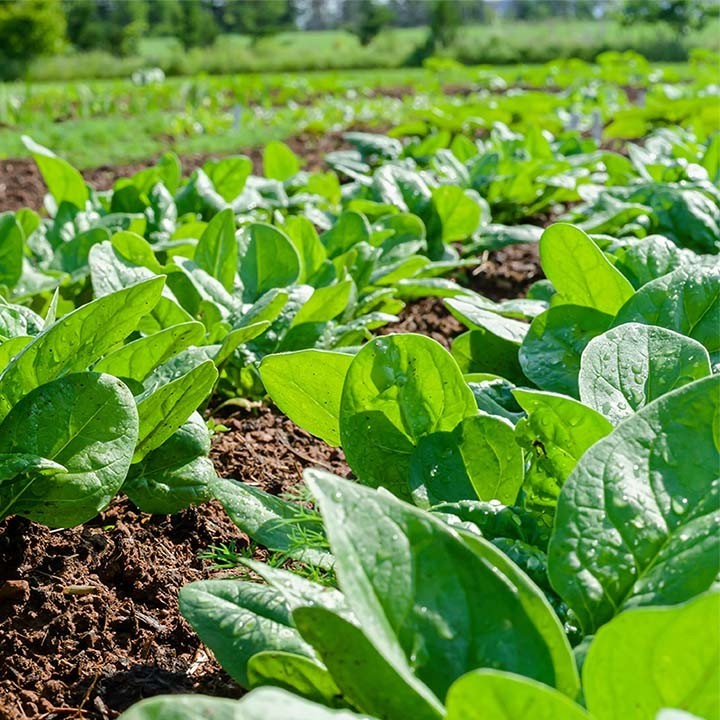 5 greșeli comune pe care grădinarii le fac când cultivă spanac (și cum să le eviți)