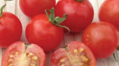 Păstrarea semințelor de tomate: cum să recoltezi și cum să usuci semințele de tomate