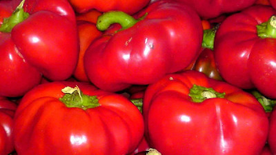 Ardeii gogoșari – plantare, îngrijire, varietăți
