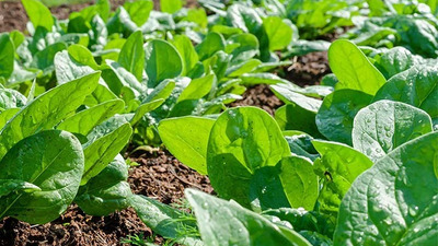 5 greșeli comune pe care grădinarii le fac când cultivă spanac (și cum să le eviți)