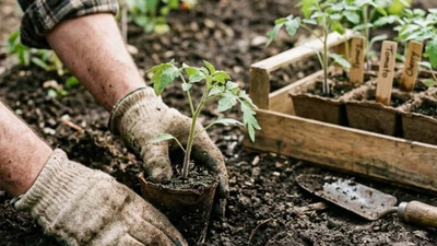 Ghid practic complet pentru răsaduri de roșii: De la semănat la plantare