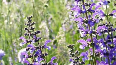 Cum să recoltezi, să usuci și să folosești Măghiranul Moldovenesc pentru o aromă intensă de lămâie