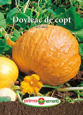 Dovleac De Copt Big Max (2,5 G), Seminte Soi Productiv, Dovleci Mari ...