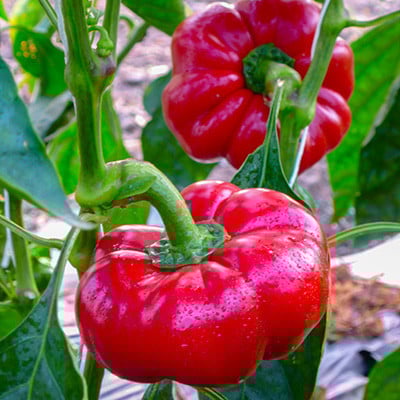 Ardei gogosar Topepo Rosso (0,7 g), seminte gogosar soi semitardiv, crestere determinata, fructe dulci, Prima Sementi