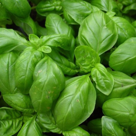 Busuioc Grand Vert (1 g), seminte planta aromatica busuioc verde aromat, Nova Sem