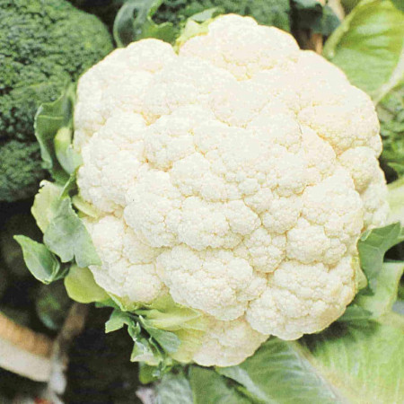 Conopida Snowball (0,6 g), seminte soi timpuriu foarte productiv, adaptat la clima si sol, Nova Sem