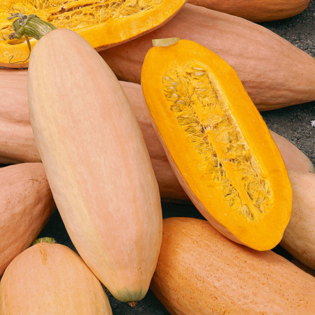 Dovleac de copt Pink Banana Jumbo (1,5 g), seminte soi rar, coaja roz, pulpa portocalie, foarte dulce, Agrosem