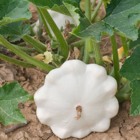 Dovlecei Custard White (5 g), seminte soi semitimpuriu, dovlecel Patison alb, Prima Sementi