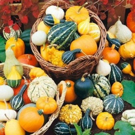 Dovlecei ornamentali mix (0,8 g), seminte dovlecei decorativi tartacute, forme, culori diferite, Agrosem