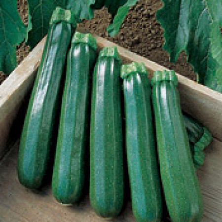 Dovlecei zucchini President F1 (1,5 g), seminte hibrid timpuriu, dovlecel verde, miez alb, fin, Agrosem