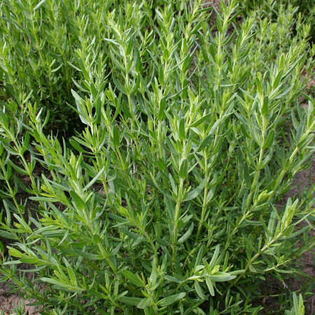 Isop de gradina (0,4 g), seminte planta aromatica medicinala perena Hyssopus officinalis, frunze bogate in uleiuri eterice, Agrosem