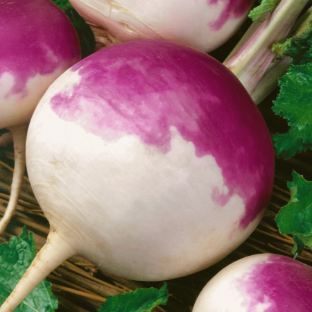Napi comestibili Purple Top White Globe (3 g), seminte soi radacini roz cu alb, gust dulce-picant, Agrosem