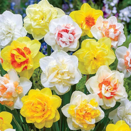 Narcise Double Mixed (3 bulbi), bulbi narcise flori batute, combinatii de culori, Agrosem - Img 1
