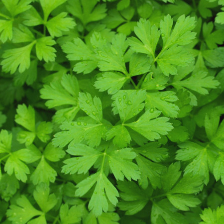 Patrunjel frunza neteda Plain Leaved (30 g), seminte planta aromatica Petroselinum crispum, frunze netede, verde inchis, Agrosem